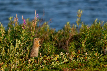 Arctic ground squirrel - NPS/Lian Law photo