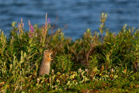 Arctic ground squirrel - NPS/Lian Law