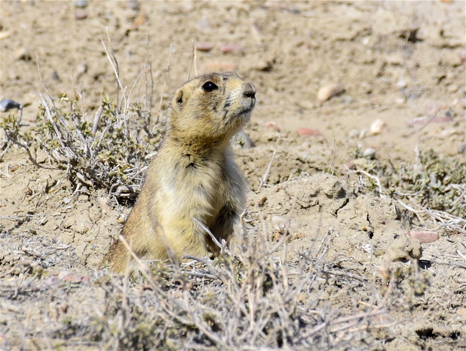 White-tailed prairie dog at Seedskadee National Wildlife Refuge