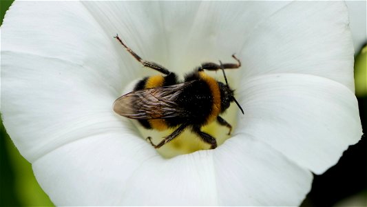 Bombus terrestris (Dunkle Erdhummel) in Acker-Windenblüte