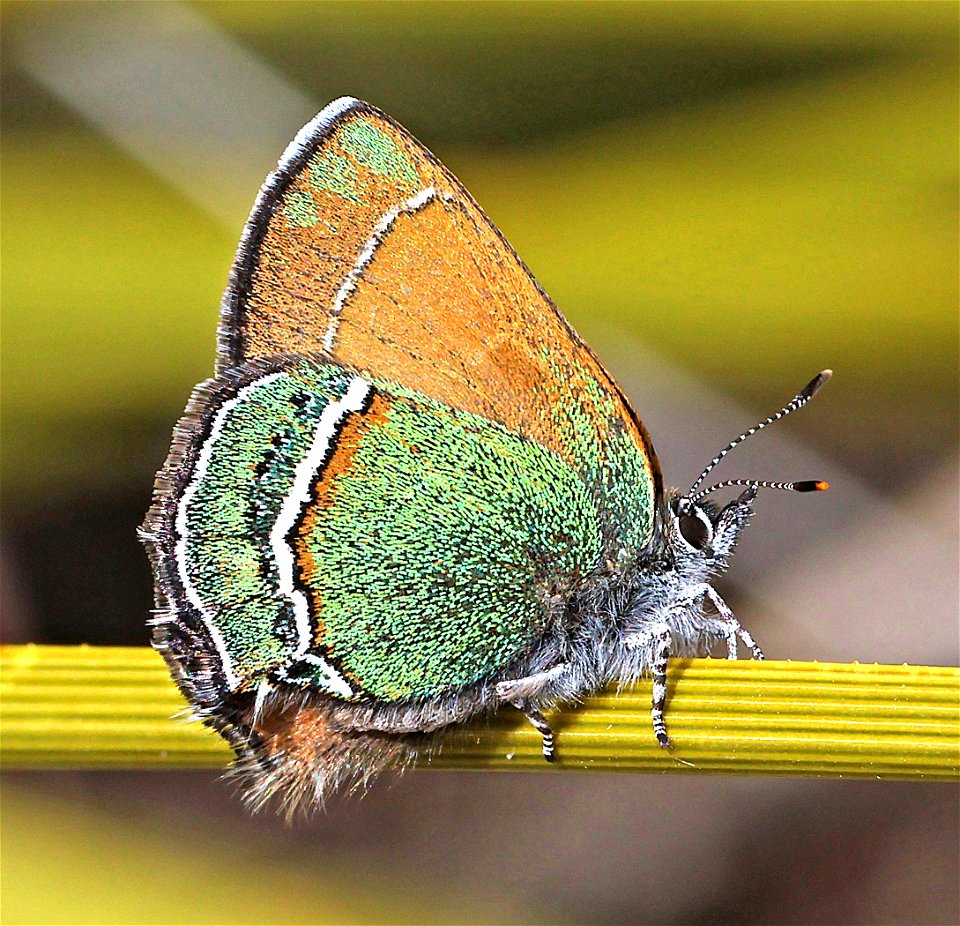 HAIRSTREAK, SANDIA (Callophrys, mcfarlandi) (03-10-2023) embudo trailhead, albuquerque, bernalillo co, nm -04
