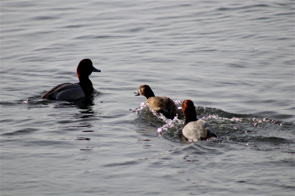 Redhead Courtship Lake Andes National Wildlife Refuge South Dakota