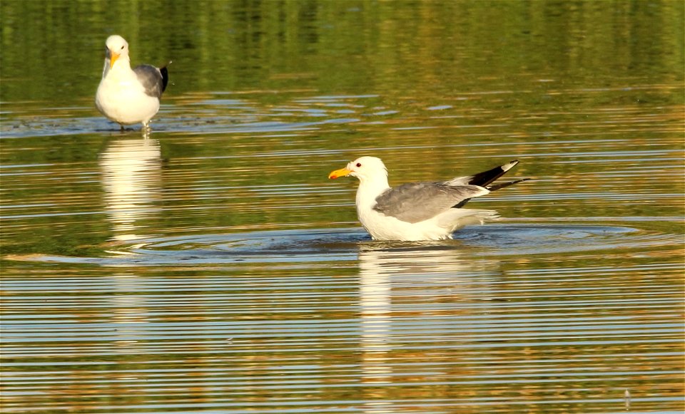 California Gulls Bear River MBR