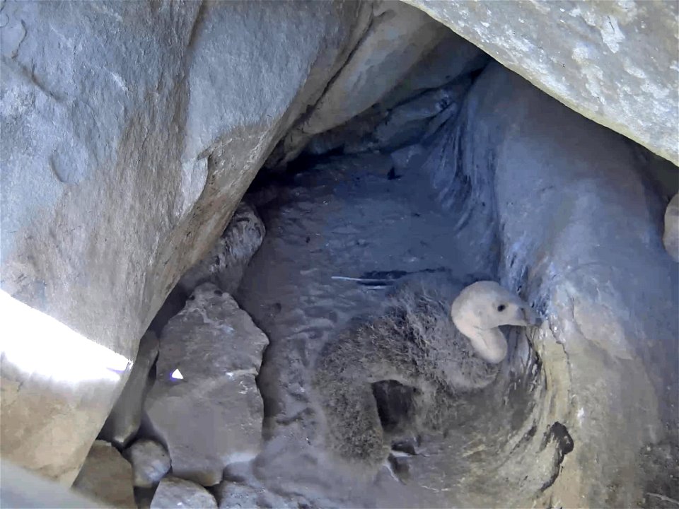 California condor chick plays with a stick in nest.