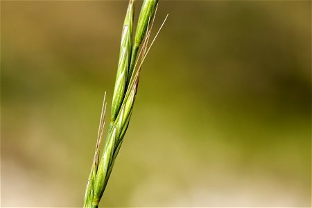 Elymus spicatus