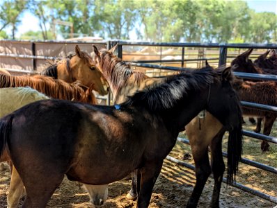 Wild Horse & Burro Adoption at Rancho Murieta