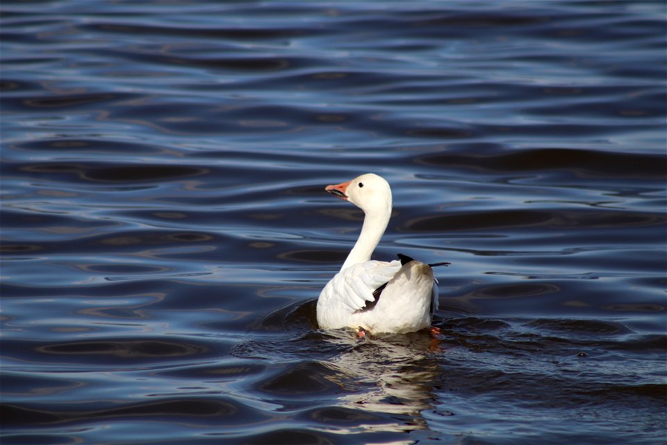 A Solitary Snow Goose on Lake Andes; Lake Andes National Wildlife Refuge
