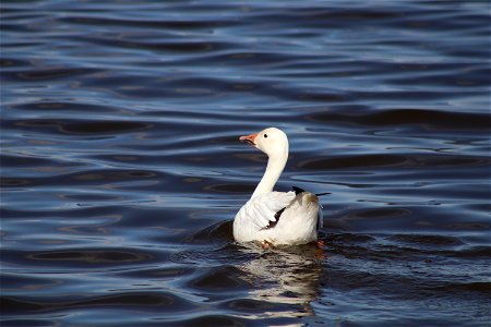A Solitary Snow Goose on Lake Andes; Lake Andes National Wildlife Refuge photo