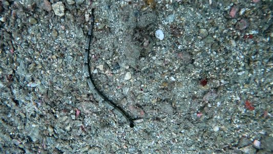 Pipefish Tayrona National Park Diving Taganga Colombia