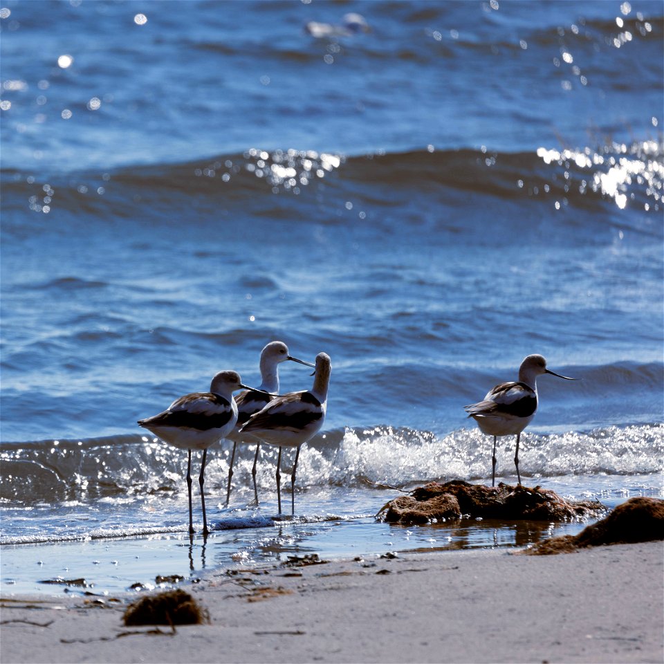 Four American Avocets on the beach