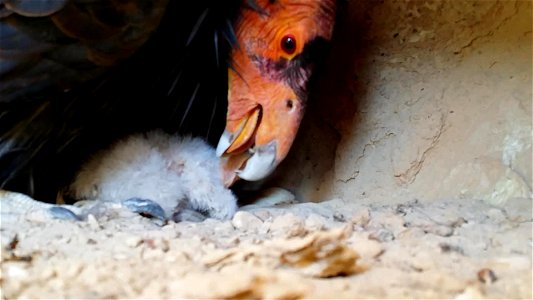 California condor and chick in nest.
