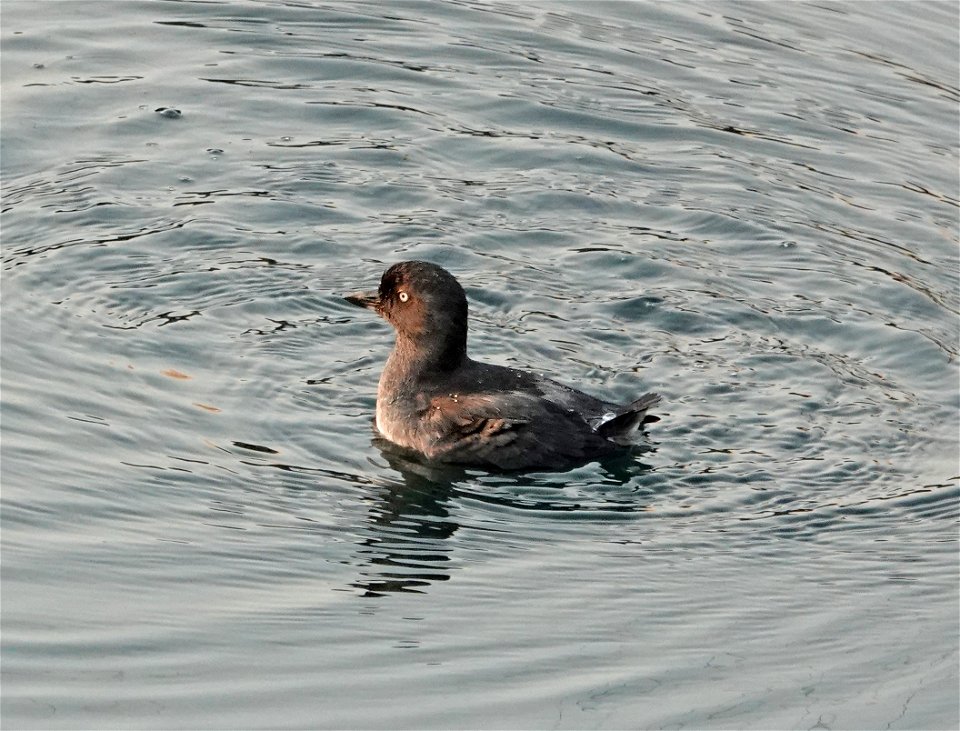 413 - CASSIN'S AUKLET (8-29-2021) crescent city, del norte co, ca -02