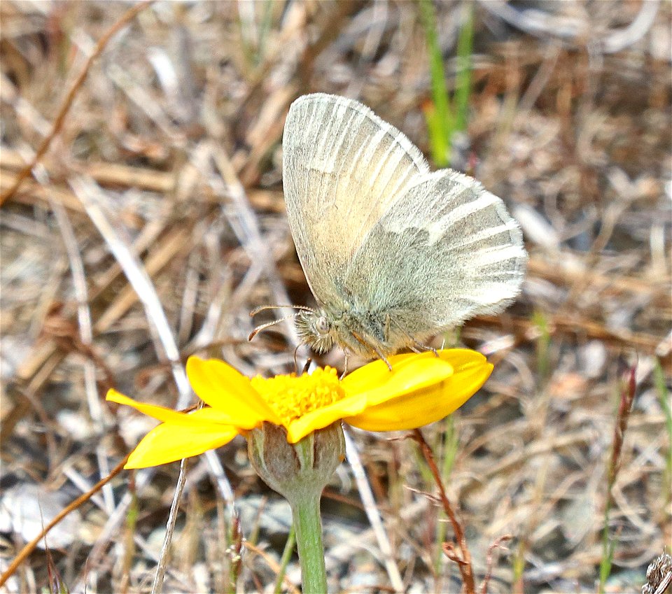 COMMON RINGLET (Coenonympha tullia) (6-1-2021) low divide road, del norte co, ca -01