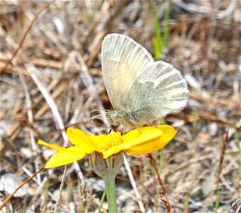 COMMON RINGLET (Coenonympha tullia) (6-1-2021) low divide road, del norte co, ca -01