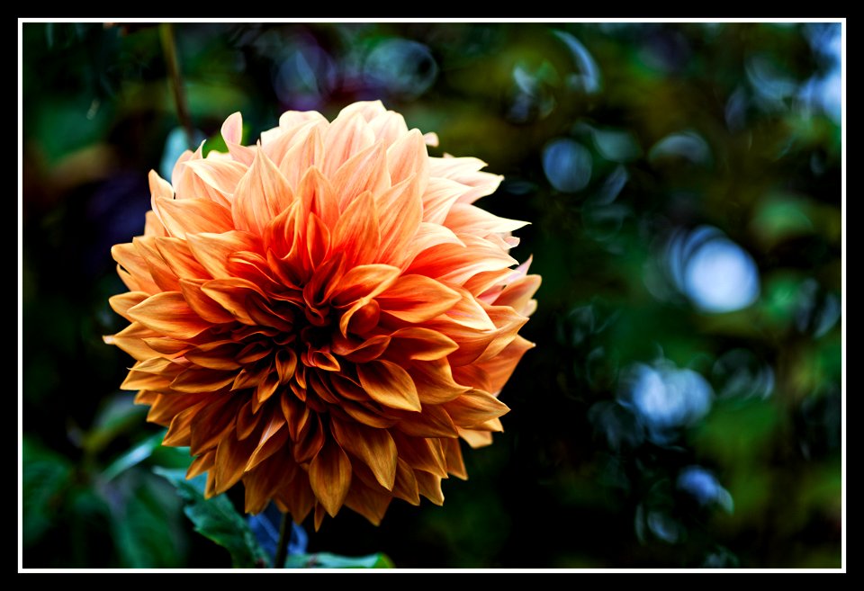 Old lens gardening