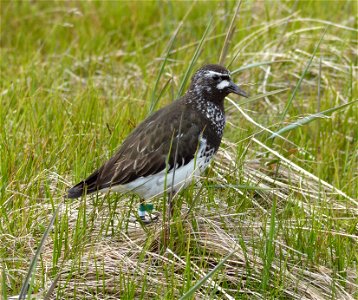 Color marked Black Turnstone photo