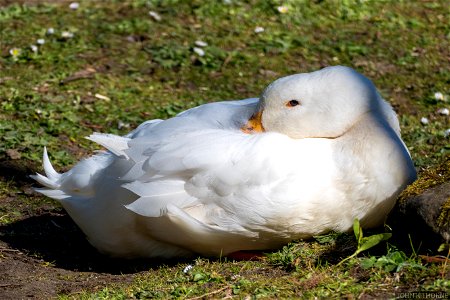 Keeping a sleepy eye on the passers by.