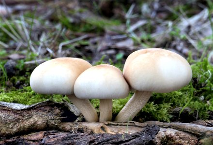 Golden Milkcaps