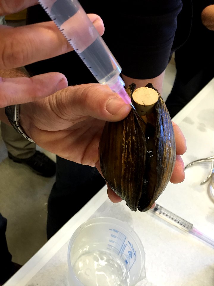 Propagating Mussels