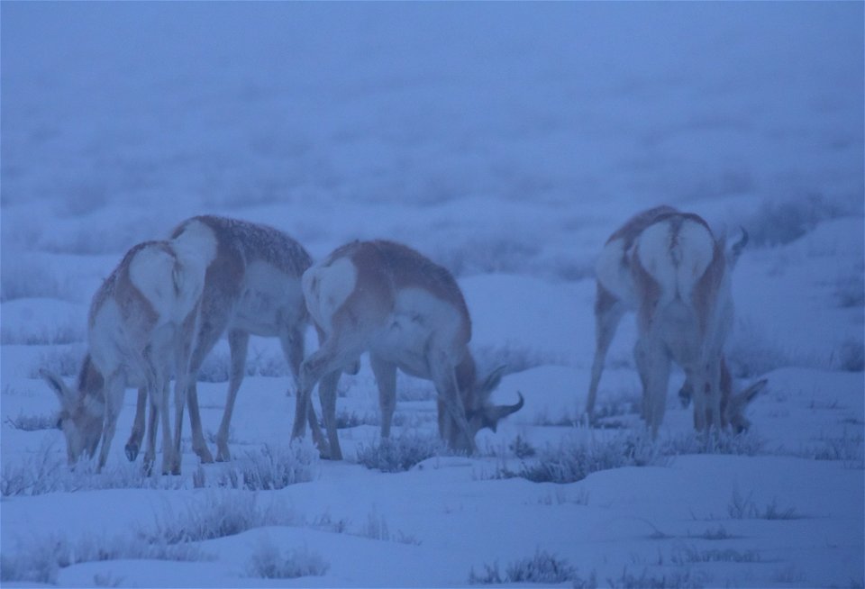 Pronghorn on Seedskadee National Wildlife Refuge