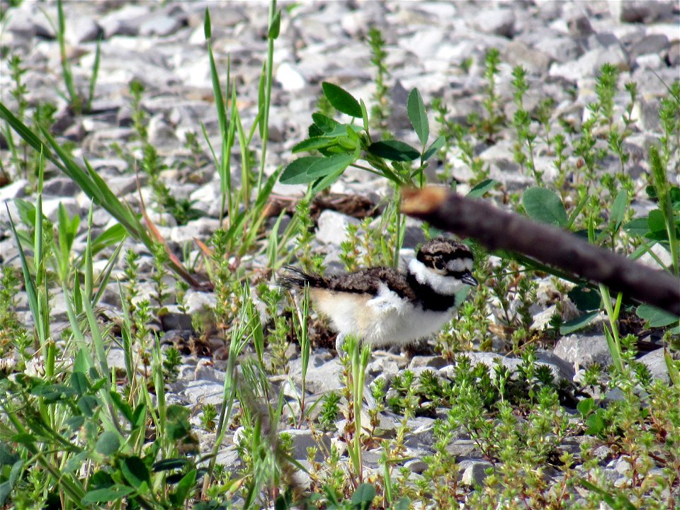 Killdeer Chick