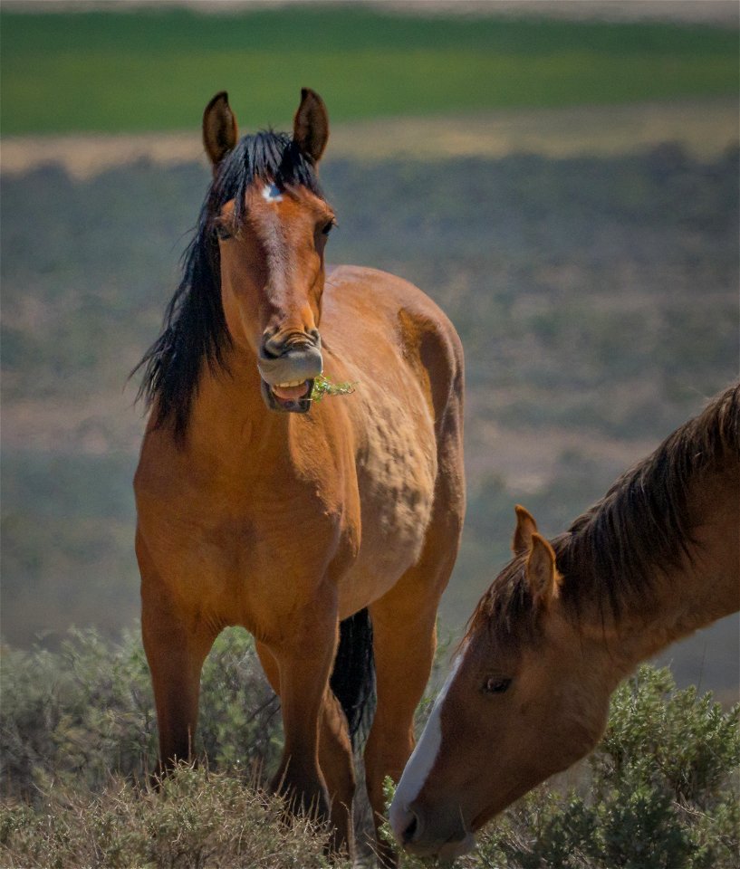 Wild Horses at Carter HMA