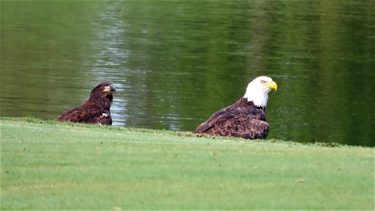 Juvenile and Adult ( parent ) Bald Eagle photo