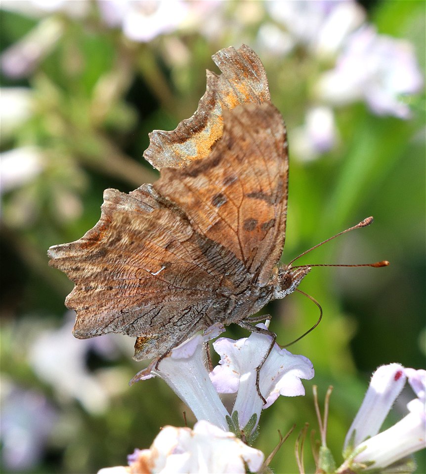 COMMA, HOARY (Polygonia gracilis) (6-28-2021) 5000 ft, jawbone rd & bear basin rd jct, smith river nat rec area, del norte co, ca -01