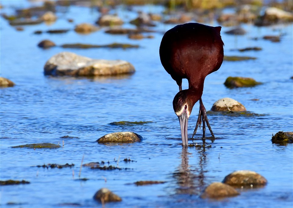 White-faced ibis at Seedskadee National Wildlife Refuge