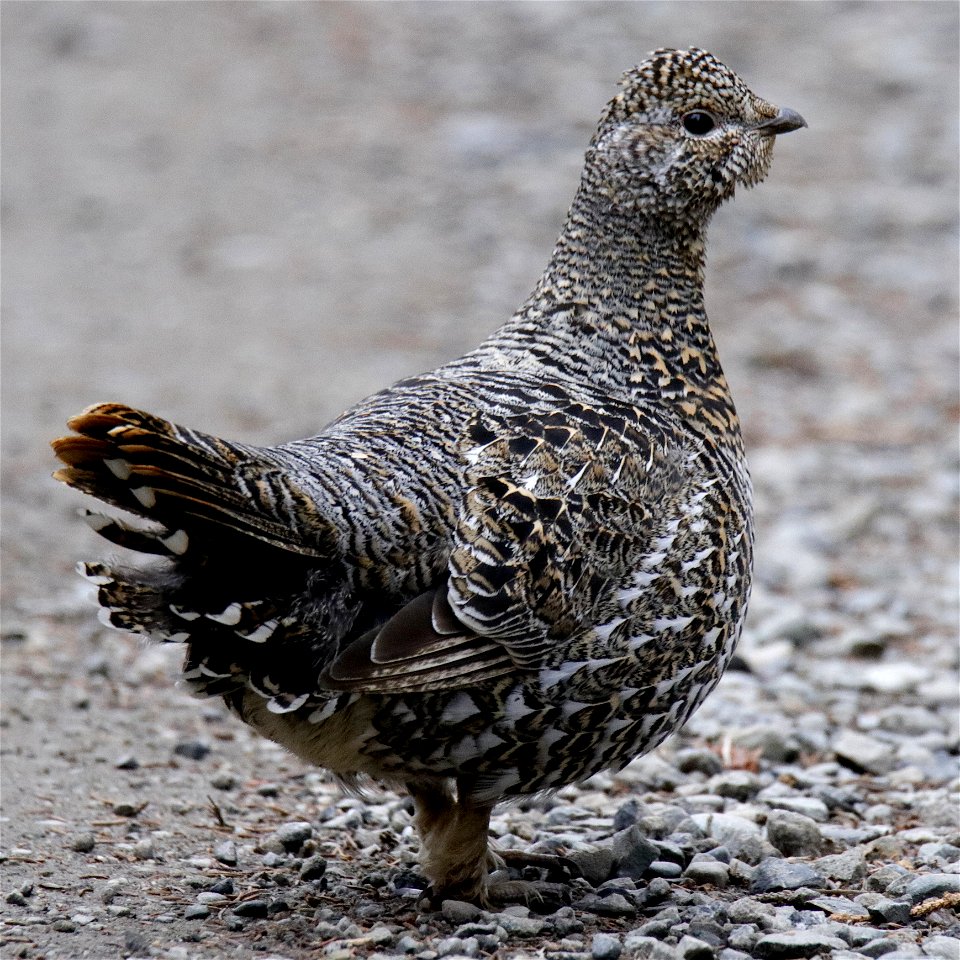 Spruce Grouse hen - KNPP - _MG_6744-1