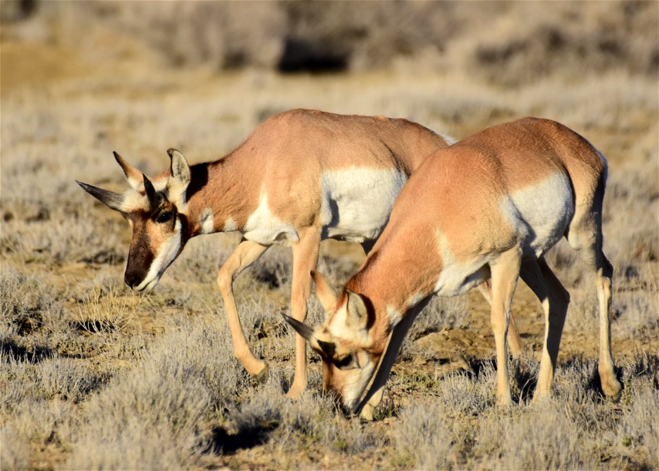 Pronghorn at Seedskadee National Wildlife Refuge