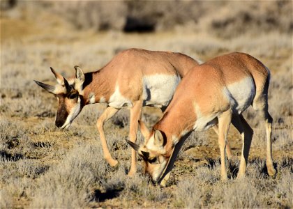 Pronghorn at Seedskadee National Wildlife Refuge