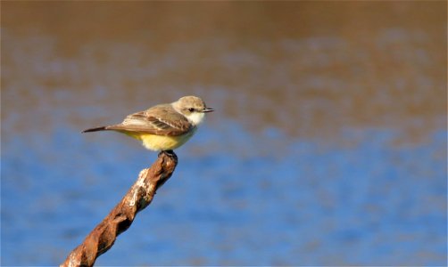 Vermillion Flycatcher photo