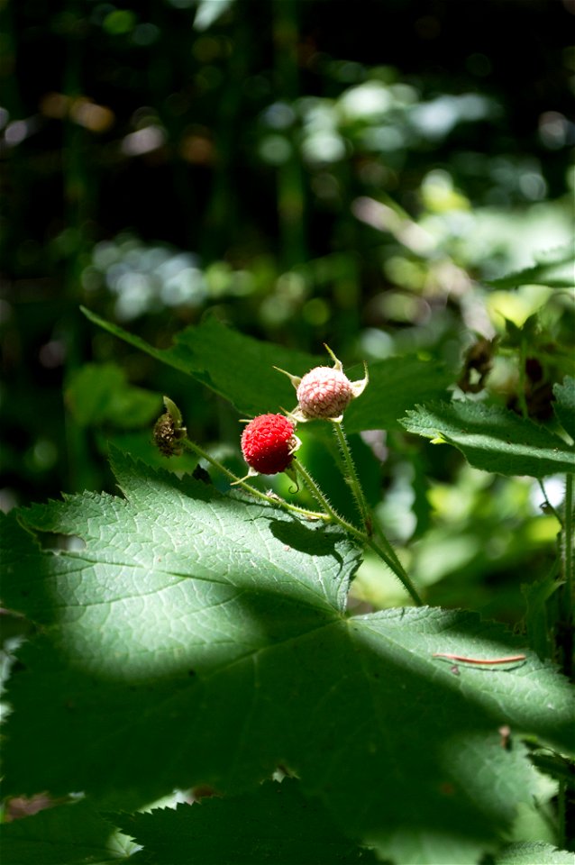 untitled-1760jpg_49385576491_o