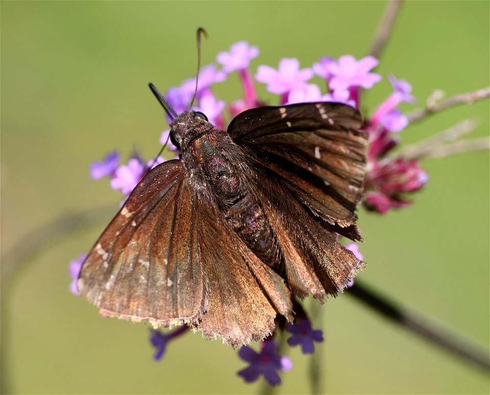 CLOUDYWING, NORTHERN (Thorybes pylades) (06-02-2023) powerlines, duke forest, orange co, nc -01