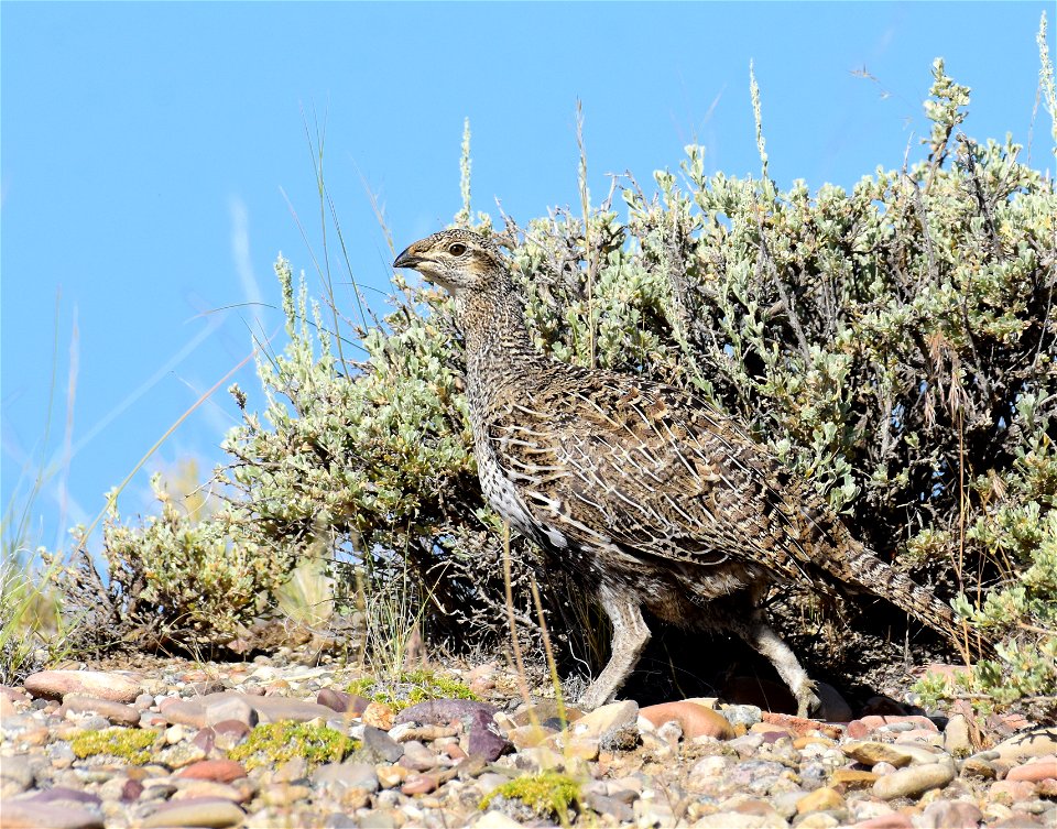 Greater sage-grouse at Seedskadee National Wildlife Refuge