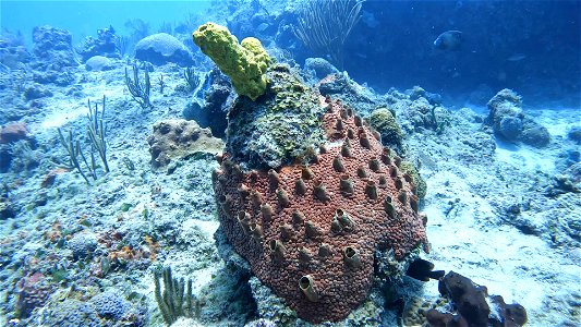 Sponge strawberry like Villa Rosa San Andres Colombia