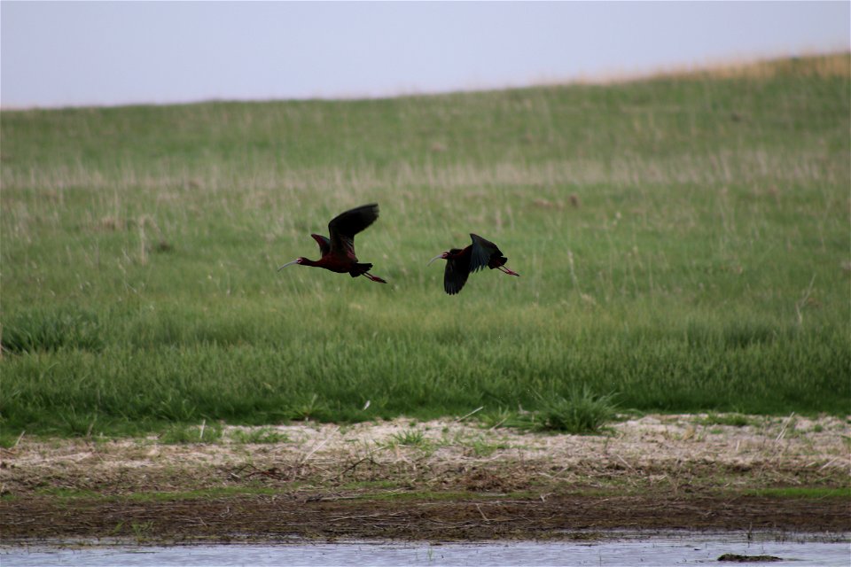 White-faced Ibis Lake Andes Wetland Management District South Dakota