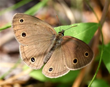 WOOD-SATYR, LITTLE (Megisto cymela) (05-23-2023) neusiok trail south from rte 101, craven co, nc -01