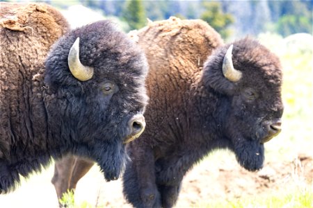 Two bull bison near Slough Creek (2) photo