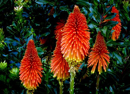 Red hot pokers (Kniphofia) photo