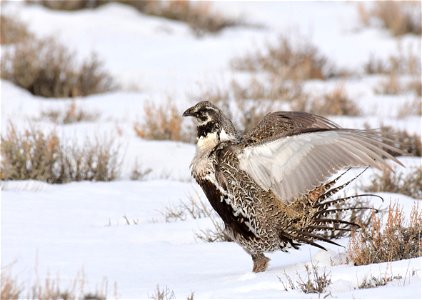 Greater sage-grouse on Seedskadee National Wildlife Refuge