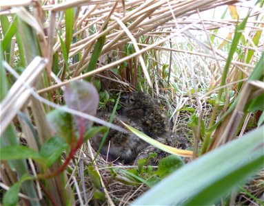 Black Turnstone chicks in nest photo