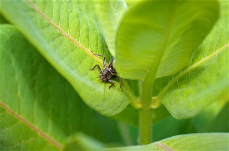 Unknown beetle on common milkweed photo