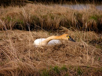 Tundra swan on nes