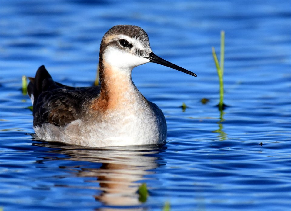 Wilson's phalarope at Seedskadee National Wildlife Refuge