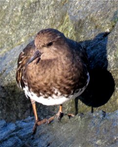 306 - BLACK TURNSTONE (10-2-2021) lighthouse way jetty, crescent city, ca -03