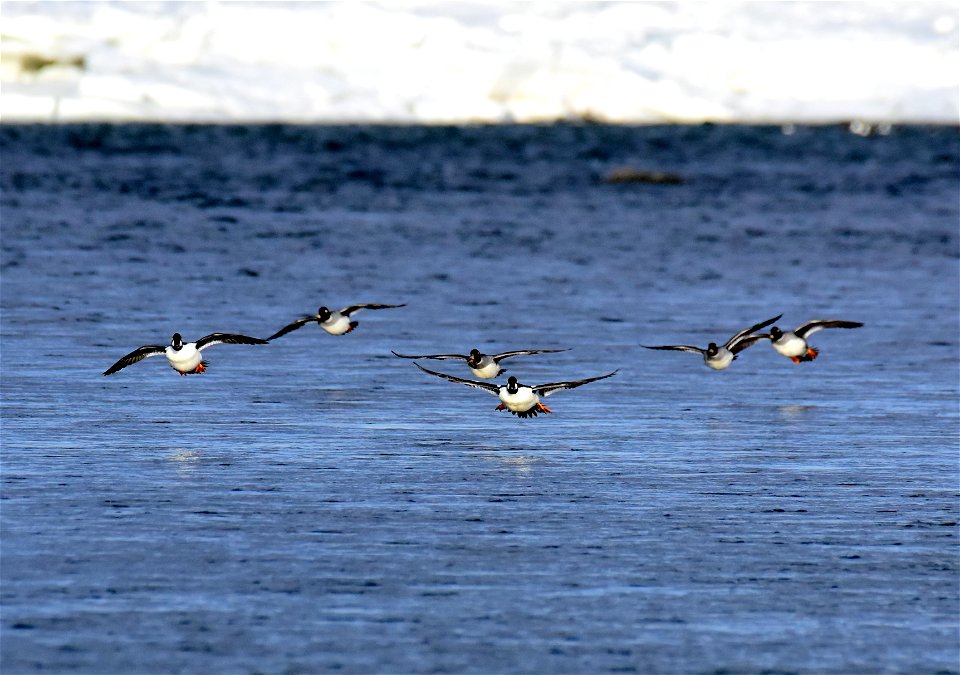 Common goldeneye at Seedskadee National Wildlife Refuge
