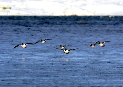 Common goldeneye at Seedskadee National Wildlife Refuge