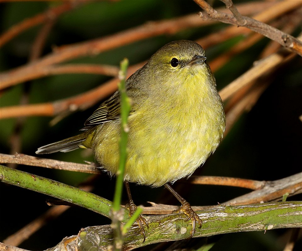 808 - ORANGE-CROWNED WARBLER (11-24-2022) americana rv park, palmview, tx -02
